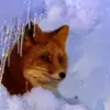 karriesnyder54 - @karriesnyder54 - TikTok