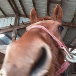 Carrie Woods - @that_plain_pony - Instagram