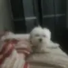 Kartik Bhatt - @maverickandnamasvi205564 - TikTok