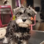 Kary Smith - @kary_the_wonderschnauzer - Instagram