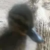 Karen.Beck - @karenbeckdbeckz - TikTok