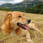 Karen Boyce - @beastlythoughtsdogservices - Instagram