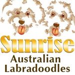 Karen Cherry | Australian Labradoodle Breeder - @sunriseaustralianlabradoodles - Instagram