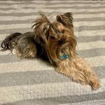 Karyn Alece Hamilton - @dukeofpups - Instagram