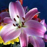 Karyn Johnston - @karyn.johnston.5 - Instagram