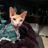 Karyn Lehmann - @mmamallama3g - TikTok