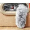 Nutelatumblr - @karynlove - TikTok