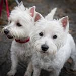 Karen Maynard - @karen.maynard.372 - Instagram