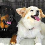 Karyn Nash - @dogbloggit - Instagram