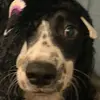 karen OConnor - @karenoconnor53 - TikTok