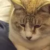 Karen Snyder - @karen.snyder5 - TikTok