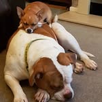 Karen Stevenson - @karenstevo1 - Instagram