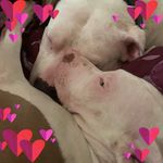 Cassandra Gibson - @arura.wolf.9 - Instagram