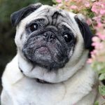 Kasey Bean - @dougthepugsgirlfriend - Instagram