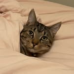 Kasey Bean Katdashian | Polydactyl - @kaseykatdashian - Instagram