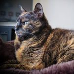 Kasey, The Tortie Bean. - @kaseythebean - Instagram