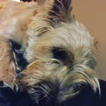 Kasey - @kasey_the_best_puppy_ever - Instagram