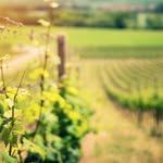 Kasey Brady - @vine2vine_wine_tours - Instagram