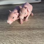 Kasey Bryan - @skinny_cavies144 - Instagram