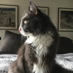 Kasey Isabelle Henry - @catfamily_livinginamcm - Instagram