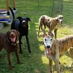 Kasey C, Joker, Deuce & Hunter - @kc_and_joker - Instagram
