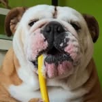 Casey McGrath - @boofiebully160119 - Instagram