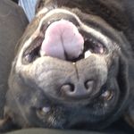 kasey steele - @kaseysteelepitbull - Instagram