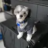 Mick - @caseyvuong - TikTok