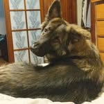 Casey Wise - @awooftothewise - Instagram