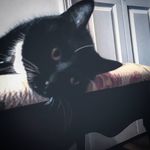 Kasha Johnson - @kashas_cursed_cats - Instagram