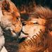 Rana Kashif Rasheed King - Facebook