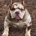 Kasie Hicks - @kasie75trilandbullies - Instagram