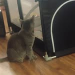 Kasie Williams - @craftykyfarmmomma - Instagram