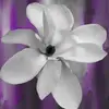 Kasandra Thompson368 - @kasandrathompson - TikTok