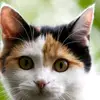 kassandra_thompson 79 - @kassandra_thompson79 - TikTok