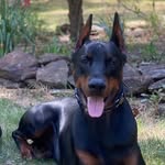 Cassidy Griffith - @workingline.dogs - Instagram