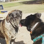 Cassie Arnold - @dogsarelove_dogsarelife - Instagram