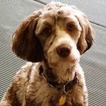 Kat Ballou - @k9catnip - Instagram
