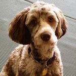 Kat Ballou - @k9catnip1 - Instagram