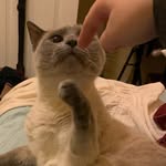 Kat Barnett - @catatonicemilykat - Instagram