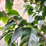 Coffee Tea Cacao - @kate.beans - Instagram