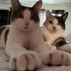 KatBean - @katbean70 - TikTok
