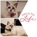 Kit Kat &amp; Jelly Bean - Facebook