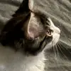 Katbear09 - @katbear96 - TikTok