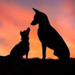 Kathi mit Bella & Anubis - @pupsonality - Instagram