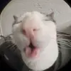 _katebird_ - @_katebird_ - TikTok
