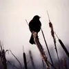 katbird - @katbird03 - TikTok