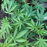 Kat & Brandon - @acoupleofpotheads_ - Instagram