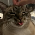 Catfoodcritic - @katbryant_speak - Instagram