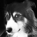 Kat Connolly - @dogs_life808 - Instagram